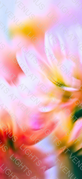 Wallpaper - Soft Focus Flowers