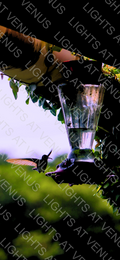 Wallpaper - A hummingbird feeds