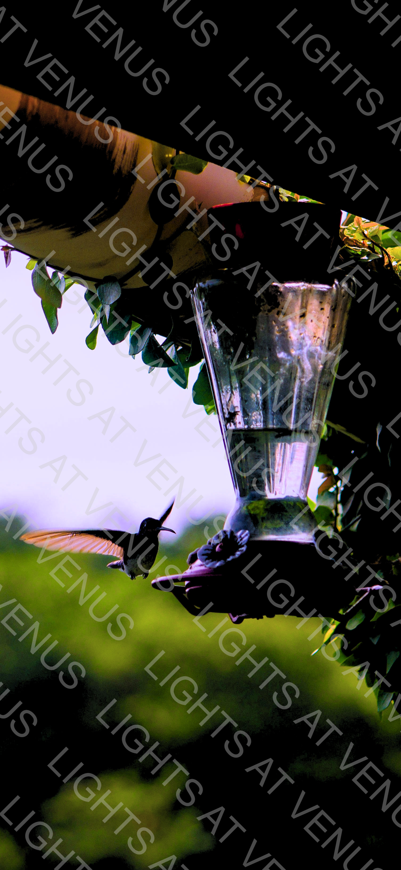 Wallpaper - A hummingbird feeds