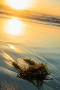Wallpaper- Seaweed