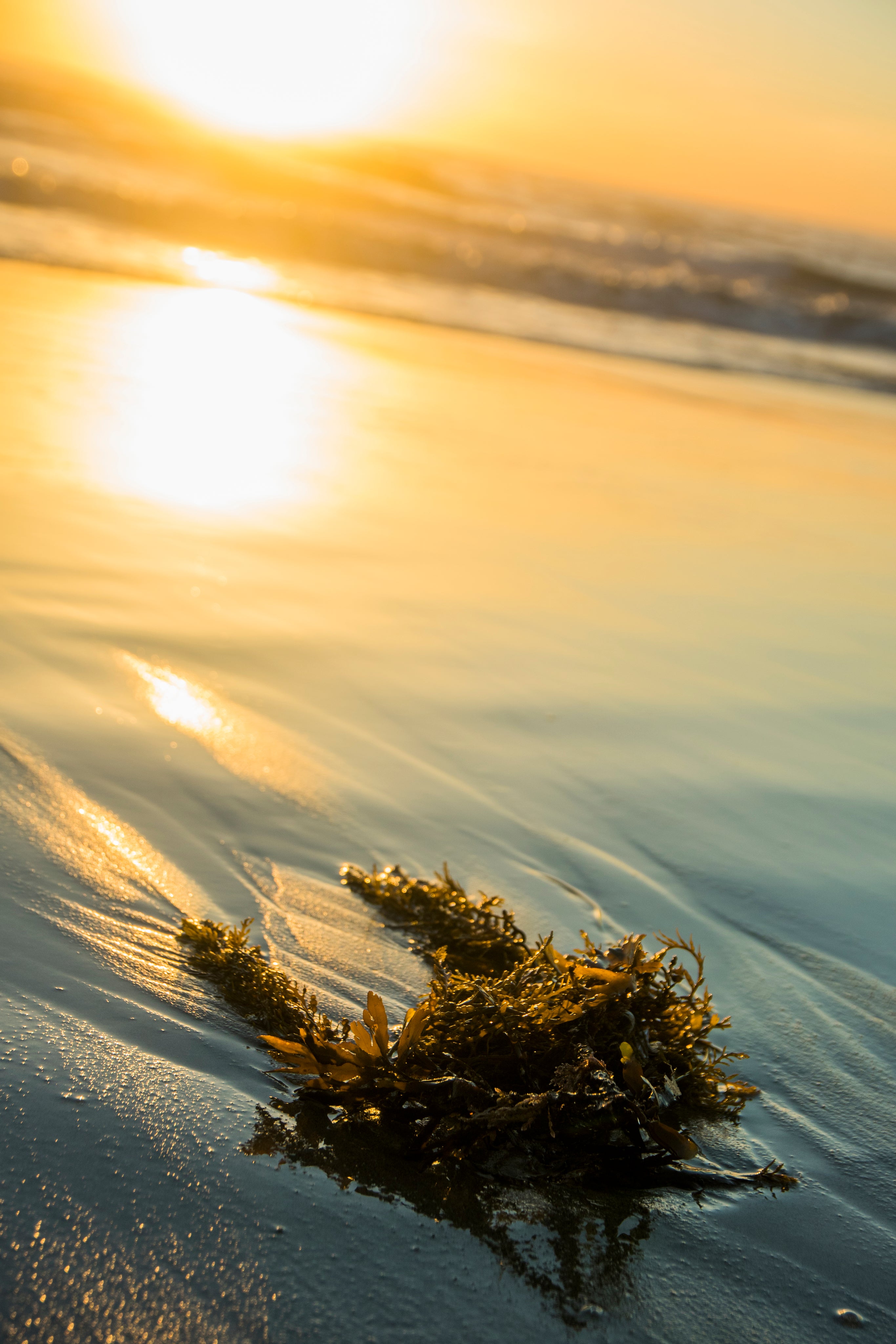 Wallpaper- Seaweed